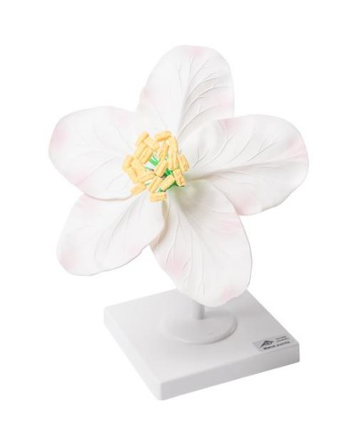 Apple Blossom (Malus pumila), Model
